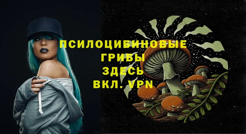 Псилоцибиновые грибы Psilocybe  Ковров 