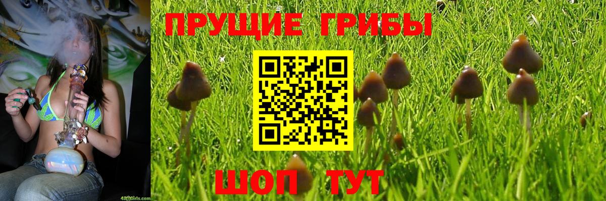 Ковров  Галлюциногенные грибы Magic Shrooms  закладки  Вход с VPN  Галлюциногенные грибы мицелий 
